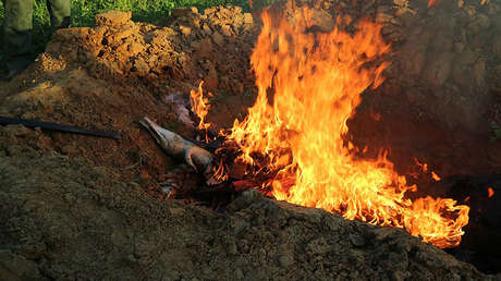 VIDEO, FOTOS: Queman los cuerpos de casi 300 cocodrilos sacrificados por una venganza en Indonesia