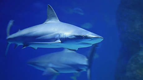 FOTOS: Tiburones atacan a dos niños en una playa en Nueva York