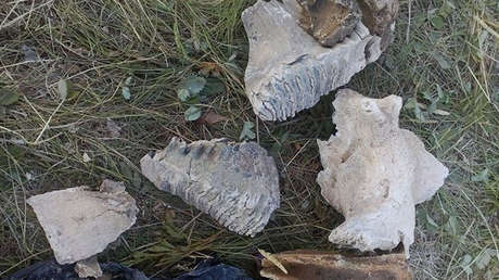 Hallan en Siberia los huesos de un gigantesco ancestro del mamut