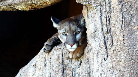 Gobierno de Trump busca limitar protecciones para especies en peligro de extinción