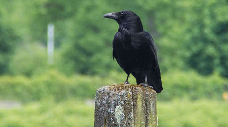A lo Hitchcock: el problema de los cuervos "inteligentes que llevan años asesinando"