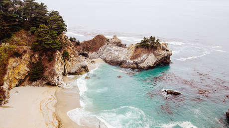 FOTOS: Determinan la naturaleza de la extraña criatura que apareció en una playa de EE.UU.