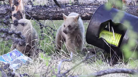 VIDEO: Dos cazadores escapan por los pelos del ataque de una osa en Canadá