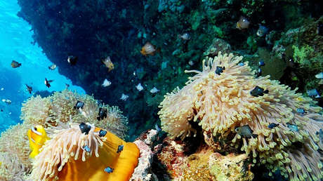 Descubren un "maravilloso mundo de vida" en aguas profundas de la costa de Canadá