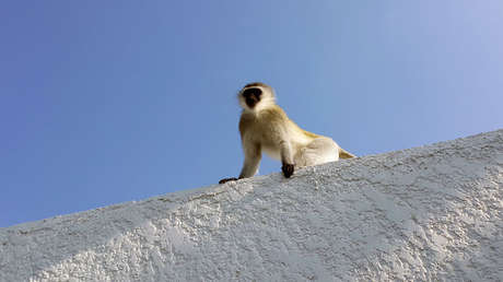 Desgarrador video: Un mono intenta revivir a su amigo electrocutado
