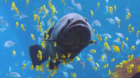 VIDEO: Un tiburón es tragado por un pez gigante