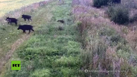 VIDEO: Una 'patrulla' de jabalíes cruza 'en formación' la frontera entre Bielorrusia y Lituania