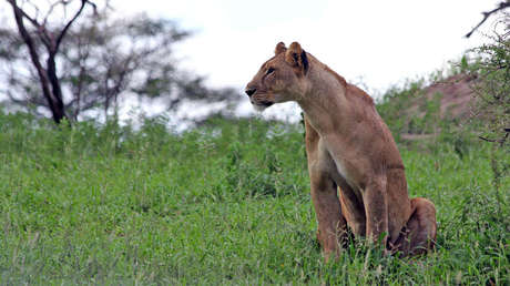 Heroísmo animal: Leona salva a su cachorro del ataque de una manada de licaones (VIDEO)