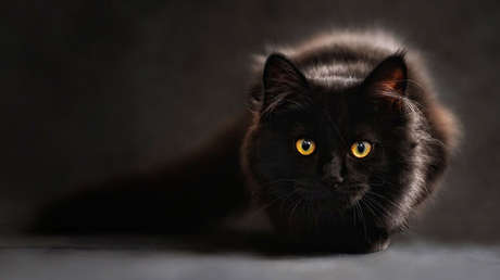 Un parásito propagado por los gatos ayuda a los humanos a ser más exitosos en los negocios