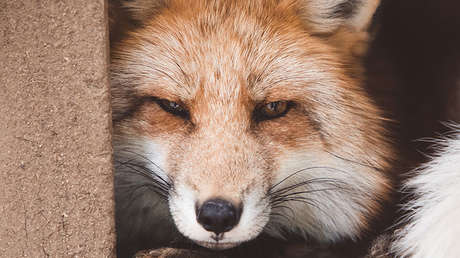 Una mujer estrangula a un zorro rabioso que la atacó