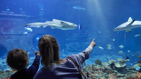VIDEO: Un tiburón muerde a una niña de seis años en un centro comercial chino