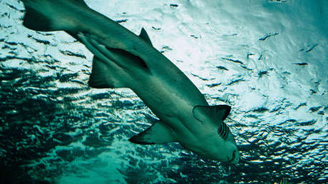 VIDEO: Un tiburón intenta atacar a turistas en una playa (y en lugar de huir lo filman)