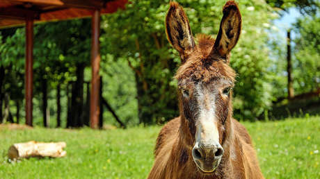 FOTOS: Burros turísticos sufren severas lesiones por cargar vacacionistas obesos en Grecia