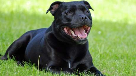 VIDEO: Un perro 'roba' una cámara GoPro y graba una gran escena de persecución