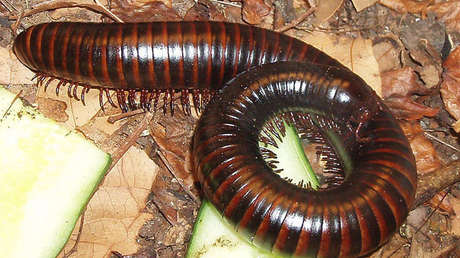 Miembros de una familia china intentan curarse comiendo ciempiés y contraen un parásito letal