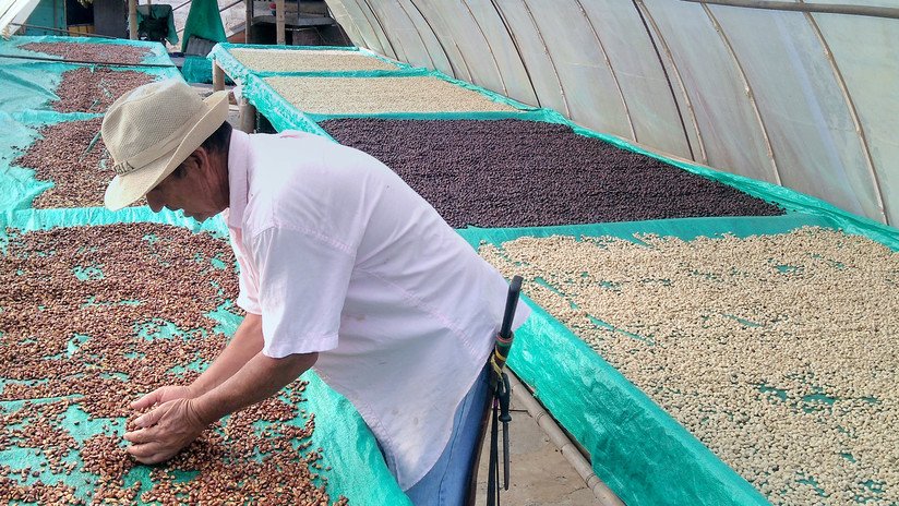 El campesino colombiano que escapó de los laboratorios de cocaína y abrió su propia finca de café