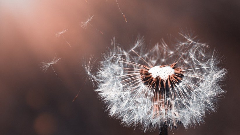 Policía en EE.UU. usa un táser contra una mujer de 87 años que solo pretendía cortar flores