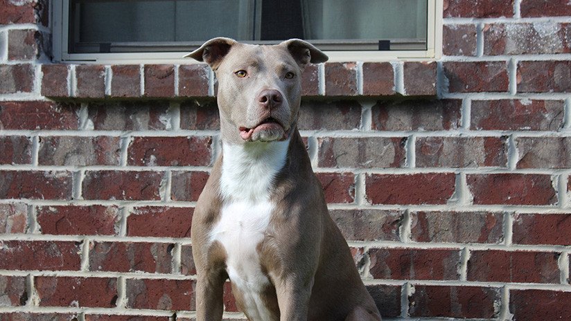 Un perro fiel salva a una niña de un pedófilo tras liberarse del bozal a mordiscos 