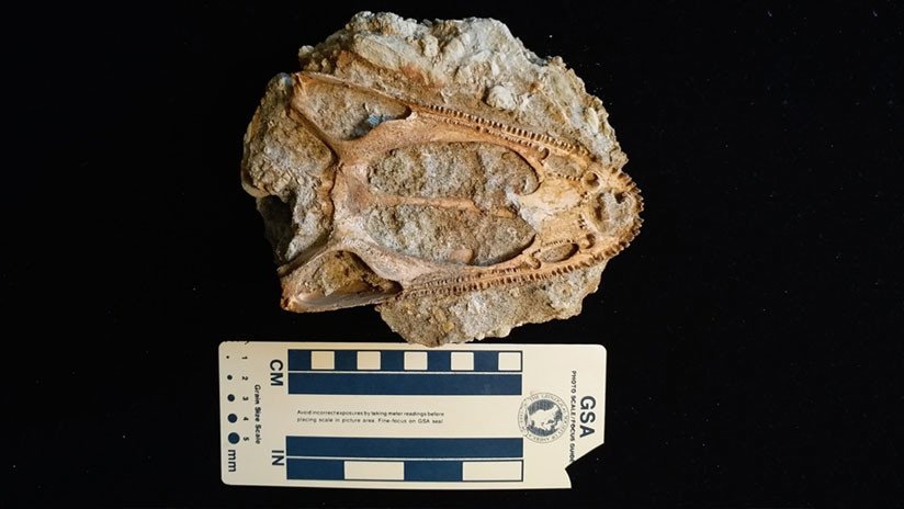 "Completamente inesperado": Hallan en Rusia el cráneo más completo de un extraño animal prehistórico