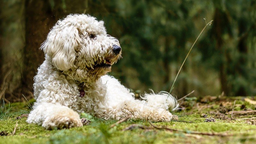 Un perro esperó durante 19 días en el lugar donde su ama murió en un accidente