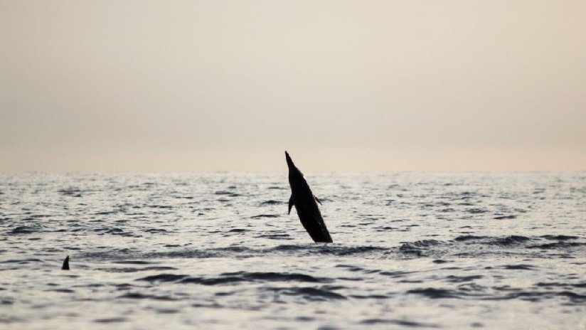 VIDEO: Un delfín aprende a 'caminar' sobre la superficie del agua y se lo enseña a sus 'amigos'