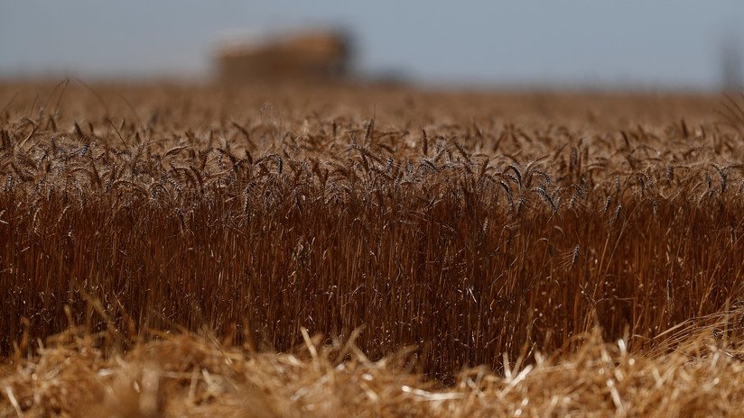 La sorprendente razón por la que el planeta se enfrentará pronto a una hambruna masiva 