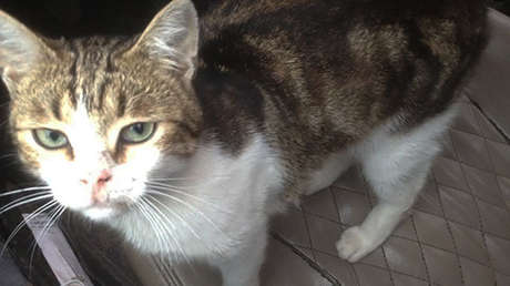 FOTOS: Un gato 'narco' es 'detenido' al introducir drogas a una cárcel en Rusia