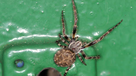 Si no quiere atraer a las arañas no se vista de este color