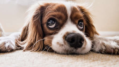 VIDEO: Salvan a tres cachorros recién nacidos abandonados en una bolsa de plástico