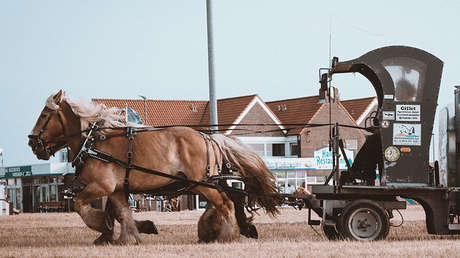 Un amish lanza un servicio de taxi a lo Uber con un caballo y una carreta (VIDEO)