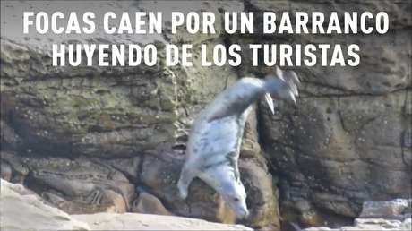 Las focas de la isla de St. Mary’s, en riesgo debido a la presencia de numerosos turistas