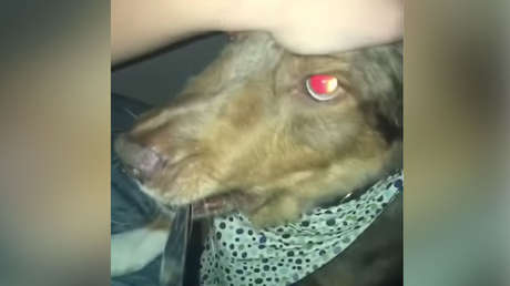 VIDEO: Se queda a dormir en casa de su hermano y el perro la 'saluda' con un cuchillo en la boca