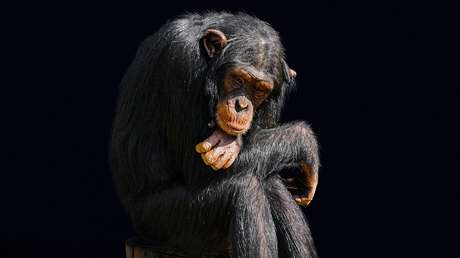 Los científicos destruyen uno de los mitos de la evolución humana