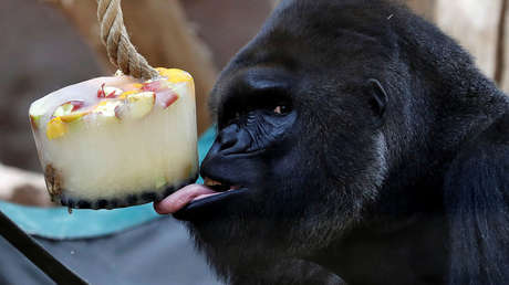Estos adorables animales combaten el calor con ricas delicias heladas