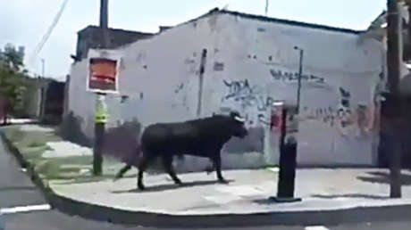 VIDEO: Toro escapa en una fiesta patronal y causa destrozos en un mercado de México