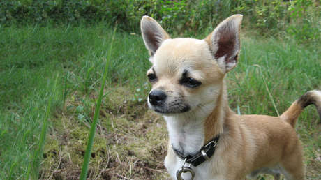 VIDEO: Así quedó un chihuahua tras ingerir accidentalmente marihuana en un parque de EE.UU.