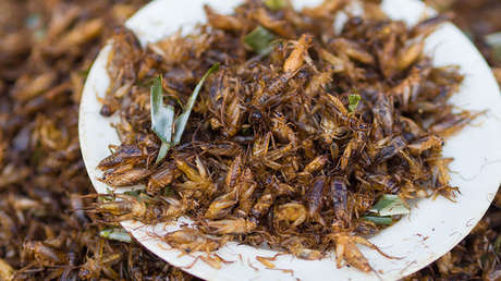 Explican por qué comer grillos puede ser beneficioso