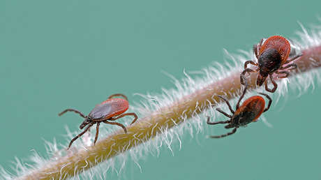 Una nueva especie de 'mordedores agresivos' se propaga por EE.UU. 