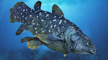 FOTOS: Una especie marina que sobrevivió a los dinosaurios muere por tragar basura de plástico