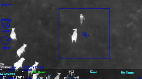 VIDEO: Unas vacas 'cazan' y arrinconan a una ladrona que huía de la Policía