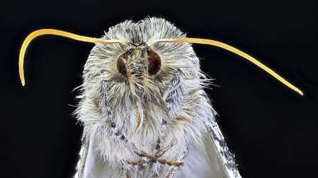 VIDEO: Una polilla gigante se le mete en el oído a un árbitro y se detiene un partido de béisbol 