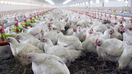 La ola de calor mata a medio millón de pollos en granjas españolas