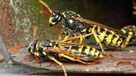 Reino Unido se encuentra bajo ataque de "avispas borrachas" que pican todo a su paso