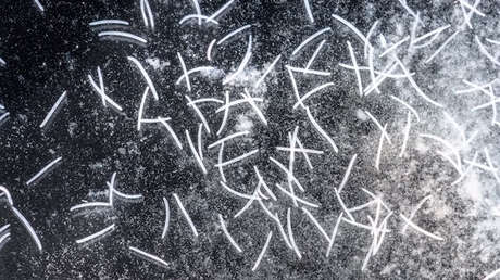 VIDEO: Este organismo unicelular puede ser el más rápido de la Tierra