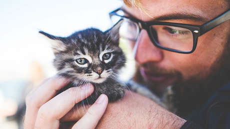 Si quieres cuidar 55 gatos en una isla  (y con sueldo fijo), esta oferta de empleo es para ti