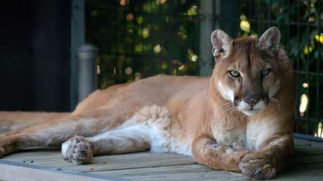 VIDEO: Un puma se mete en una casa y mata al gato doméstico