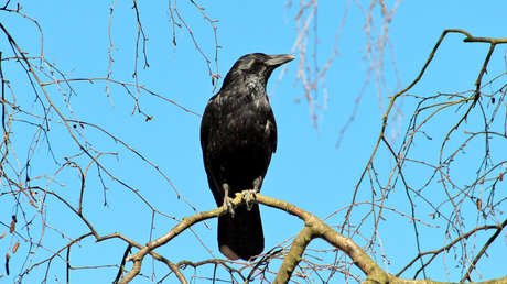 Entrenan a cuervos para recoger basura en un popular parque de Francia