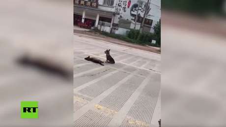 Video conmovedor: Un perro vigila el cuerpo de su amigo muerto