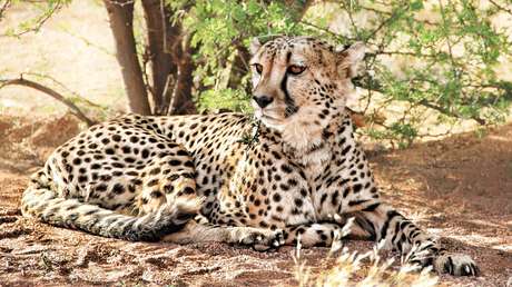 VIDEO: Se llevan el susto de sus vidas al saltar un guepardo sobre su auto y acaban tomándose selfis