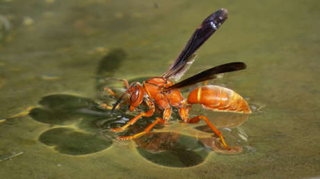 VIDEO: Una avispa fracasa en sus múltiples intentos de agarrar una gota de agua